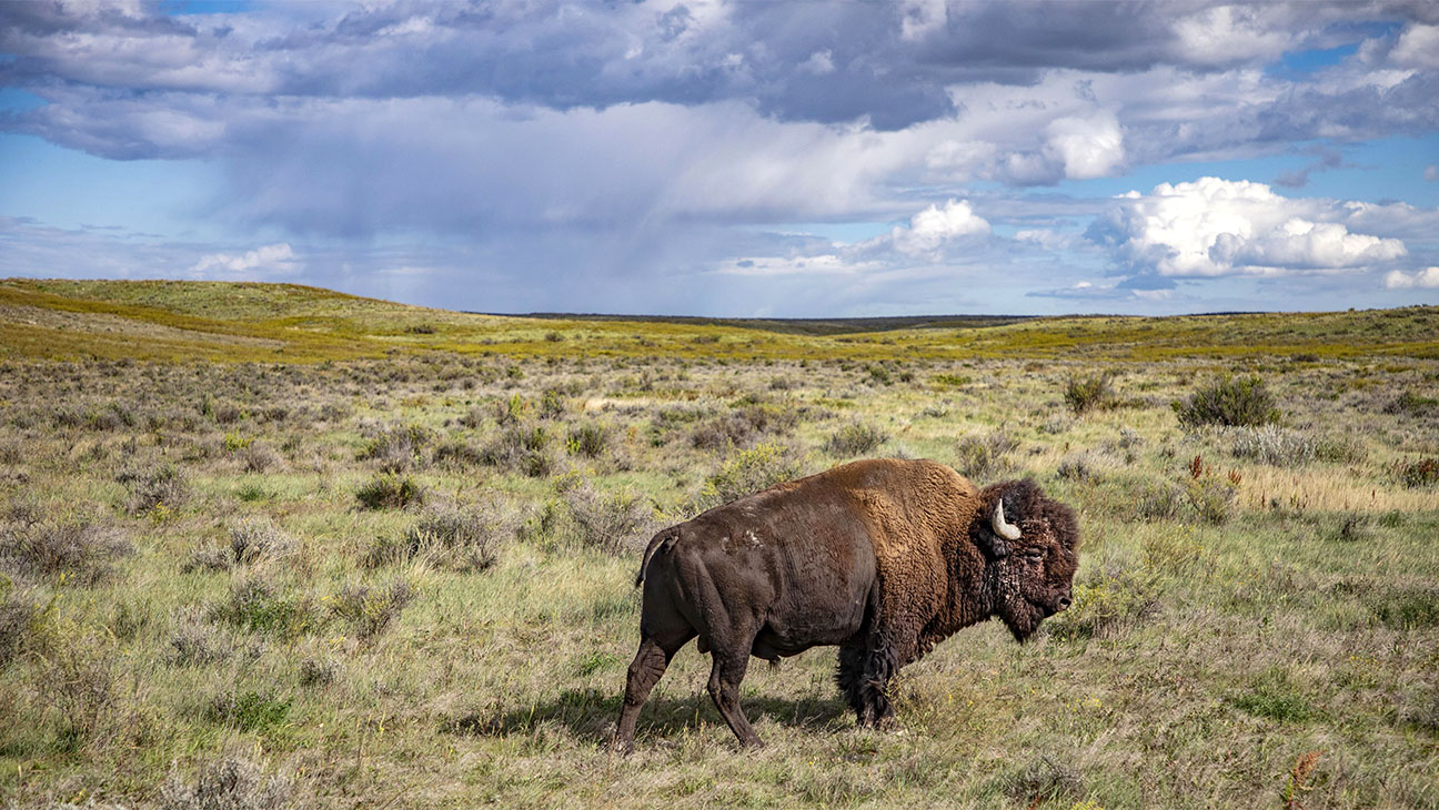 Bison in Montana from PBS series The American Buffalo.